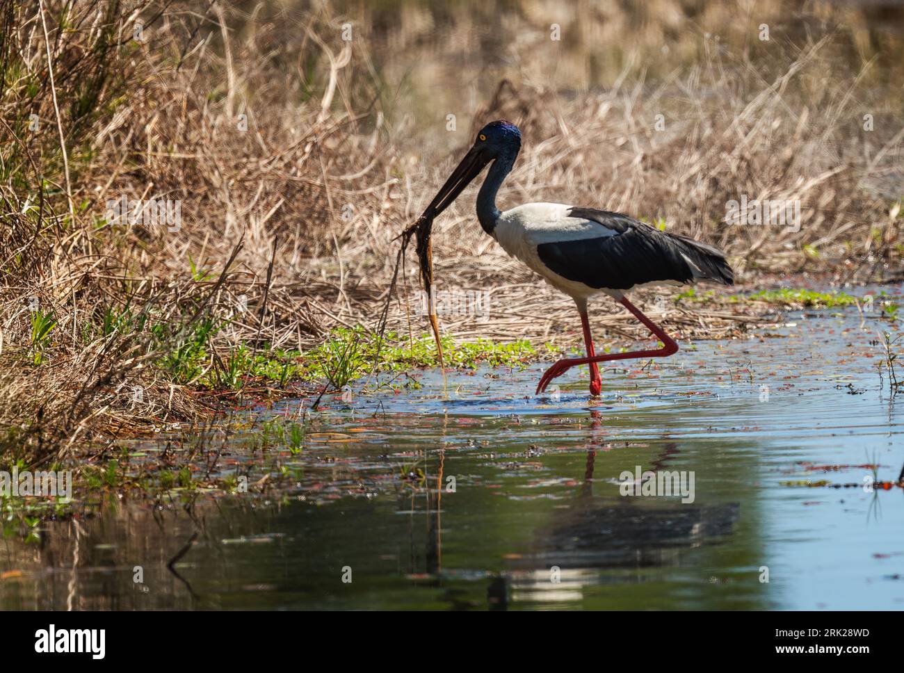 La cicogna dal collo nero (Ephippiorhynchus asiaticus) è grande cicogna maestosa con un enorme becco nero, testa e collo neri. La femmina ha gli occhi gialli. Foto Stock