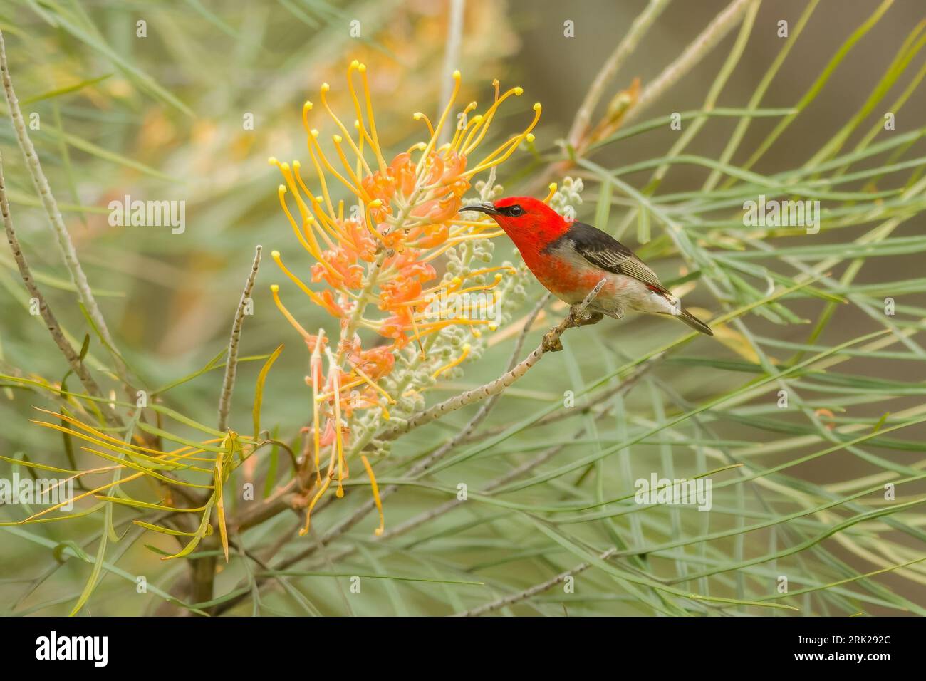 Il maschio adulto Scarlet Honeyeater è un uccello rosso scarlatto e nero con parti inferiori biancastre. Foto Stock