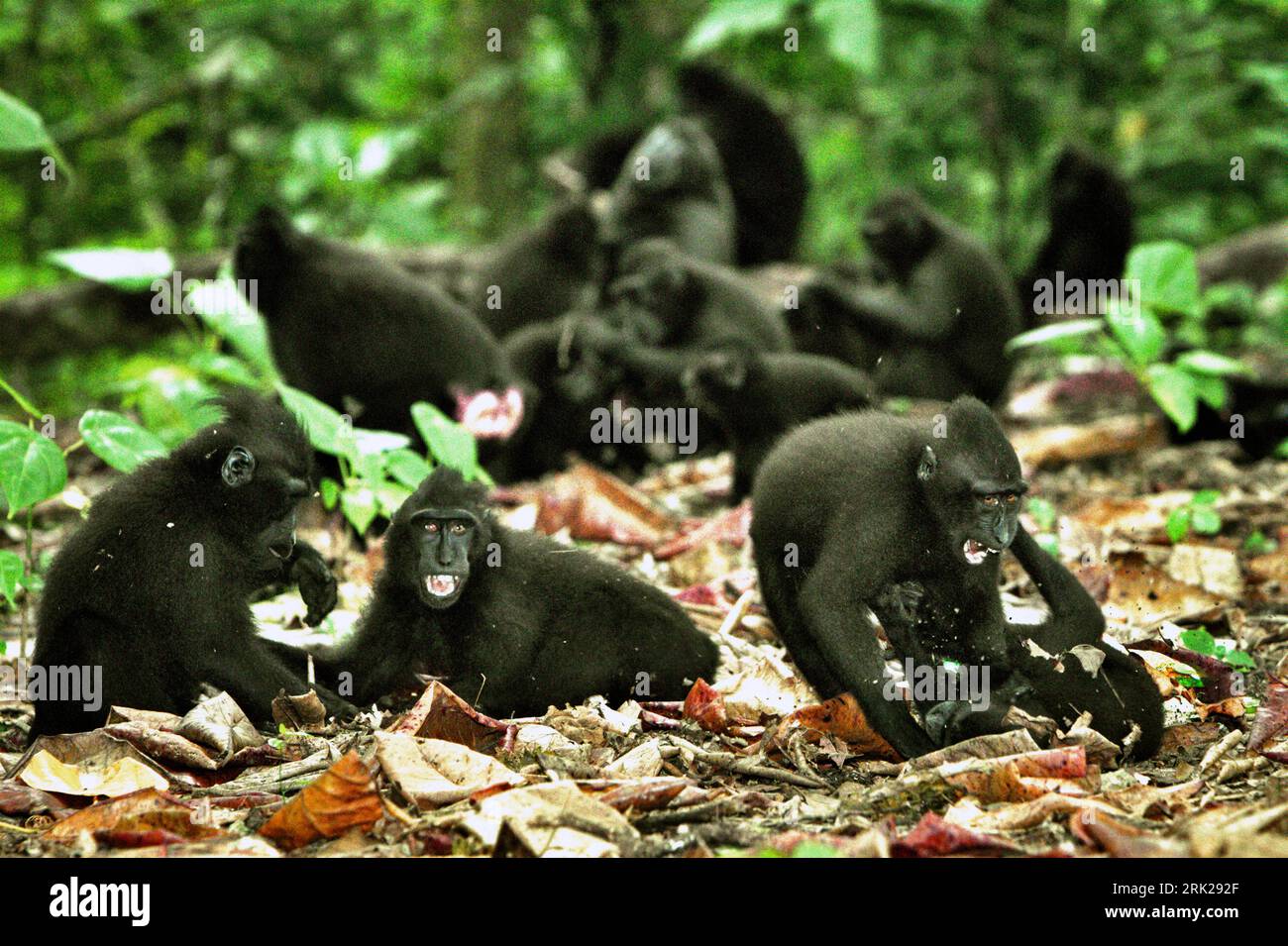 Comportamenti aggressivi tra un gruppo di macachi crestati di Sulawesi (Macaca nigra) sono fotografati nella foresta di Tangkoko, Sulawesi settentrionale, Indonesia. Gli scienziati dei primati hanno scoperto che combattere o inseguirsi a vicenda sono parte delle attività sociali del macaco crestato. I contatti manuali aggressivi si sono verificati frequentemente e sono molto normali, e sono spesso seguiti da ritorsioni e riconciliazioni - un fatto che ha contribuito a costruire la reputazione di macaco crestato come specie altamente tollerante per la società. Foto Stock