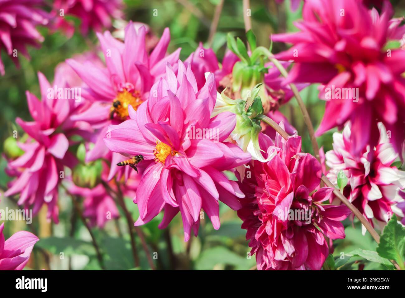 In un letto di fiori una considerevole quantità di dahlia di fiori con petali in varie tonalità di colore rosa. Foto Stock