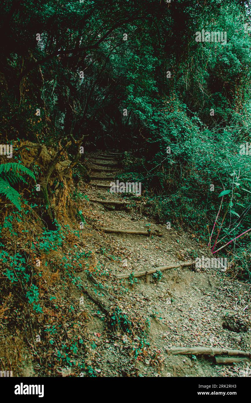 una foto naturalistica di un sentiero attraverso la foresta Foto Stock