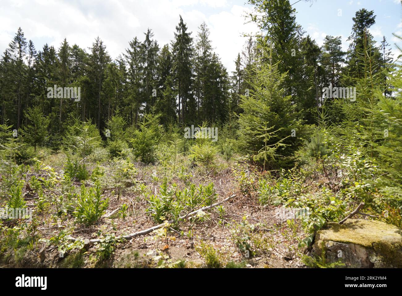 Foreste morenti a causa della pulizia insensata nella foresta albero moncone nella foresta Foto Stock