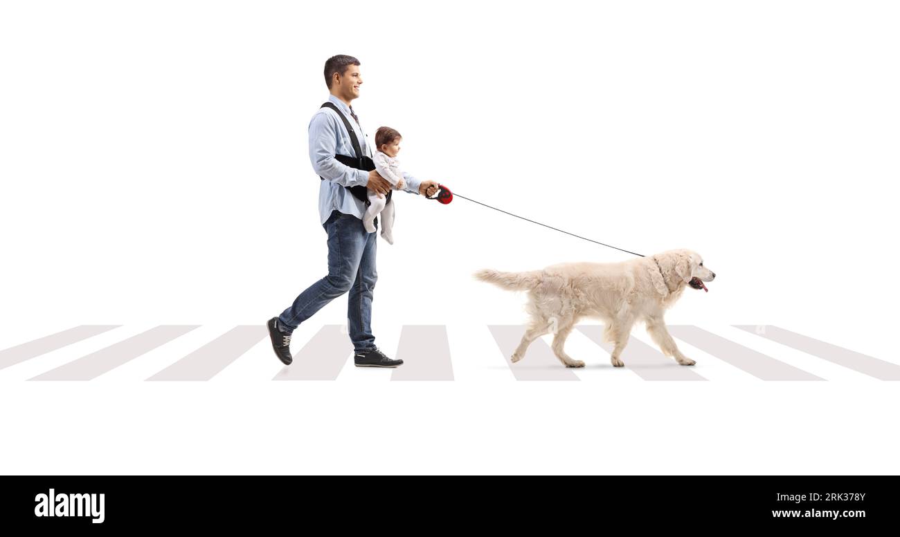 Foto completa di un padre che cammina un cane e trasporta un bambino in un portabagagli in un passaggio pedonale isolato su sfondo bianco Foto Stock