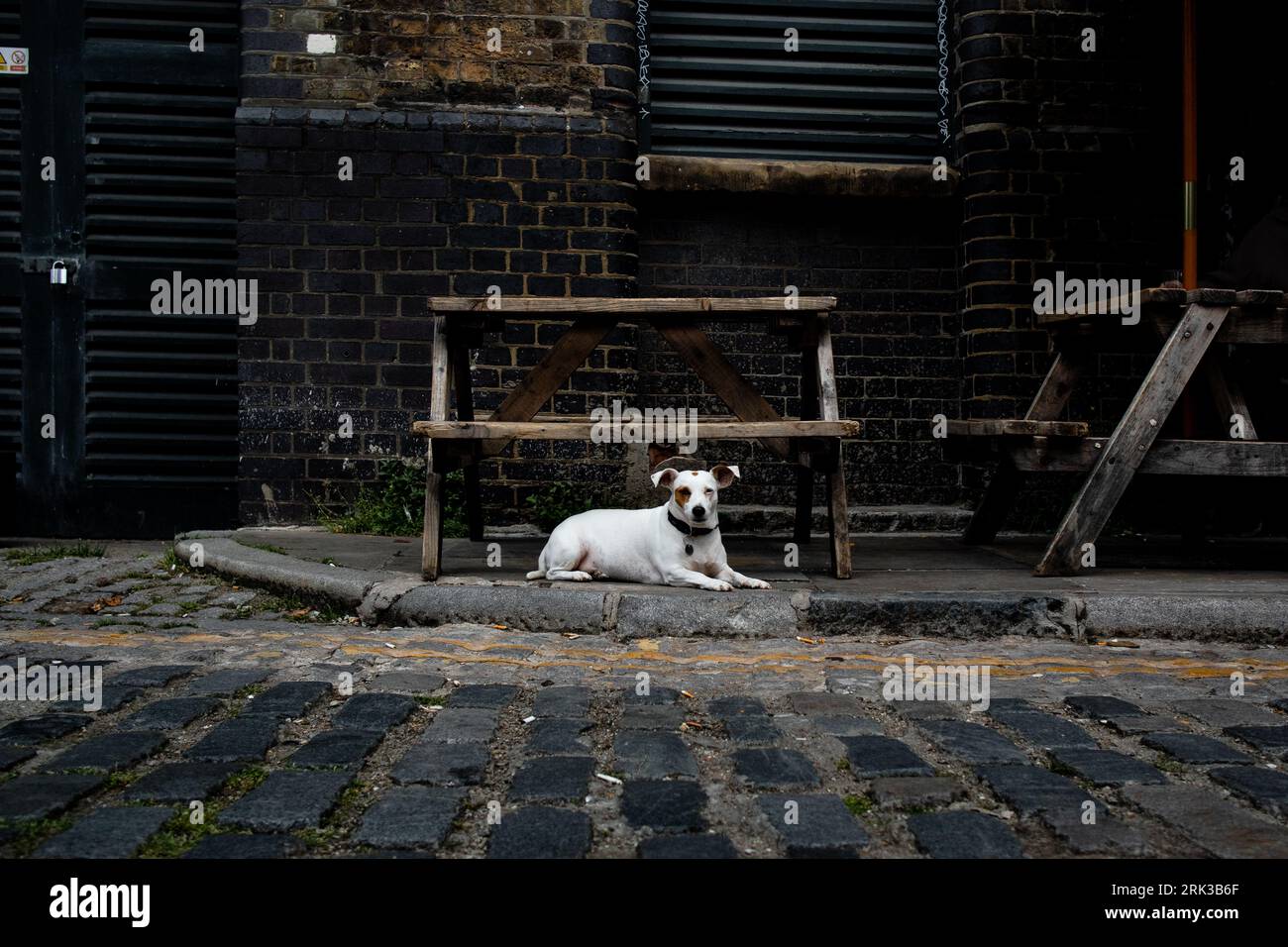 Jack Russel, seduto sotto una panchina a Londra Foto Stock