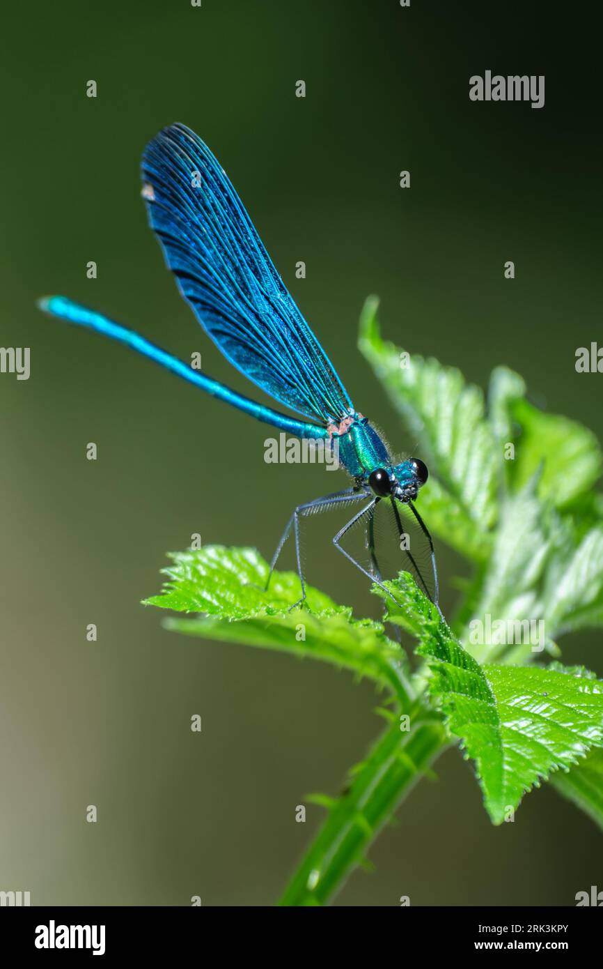 Damselfly blu verdastro che poggia su una foglia Foto Stock