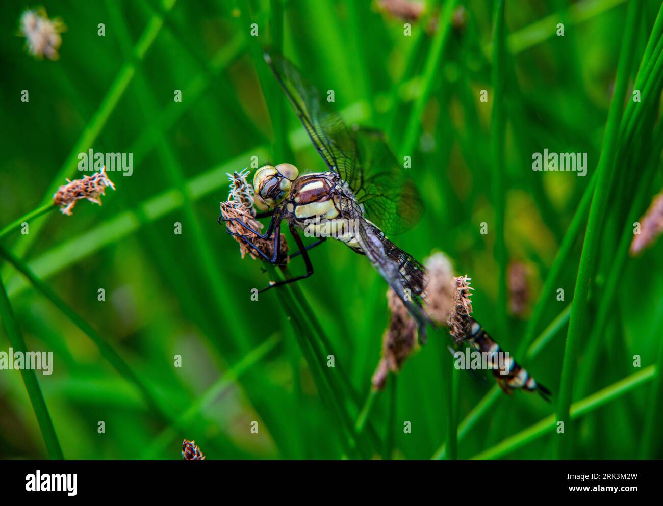 Falco meridionale appena fuso o falco blu (Aeshna cyanea) una specie di falco libellula Foto Stock