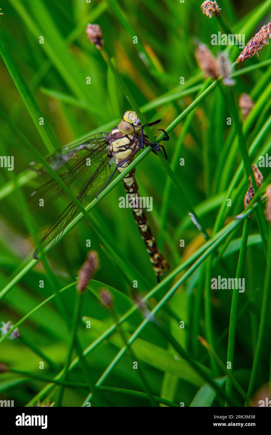 Falco meridionale appena fuso o falco blu (Aeshna cyanea) una specie di falco libellula Foto Stock