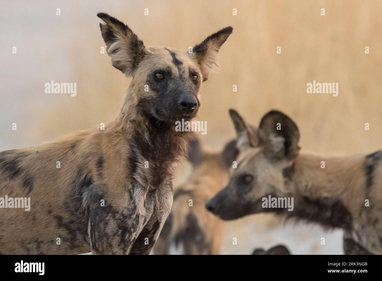 Ritratto di un cane selvatico africano, Lycaon pictus. Savuti, Parco Nazionale di Chobe, Botswana Foto Stock