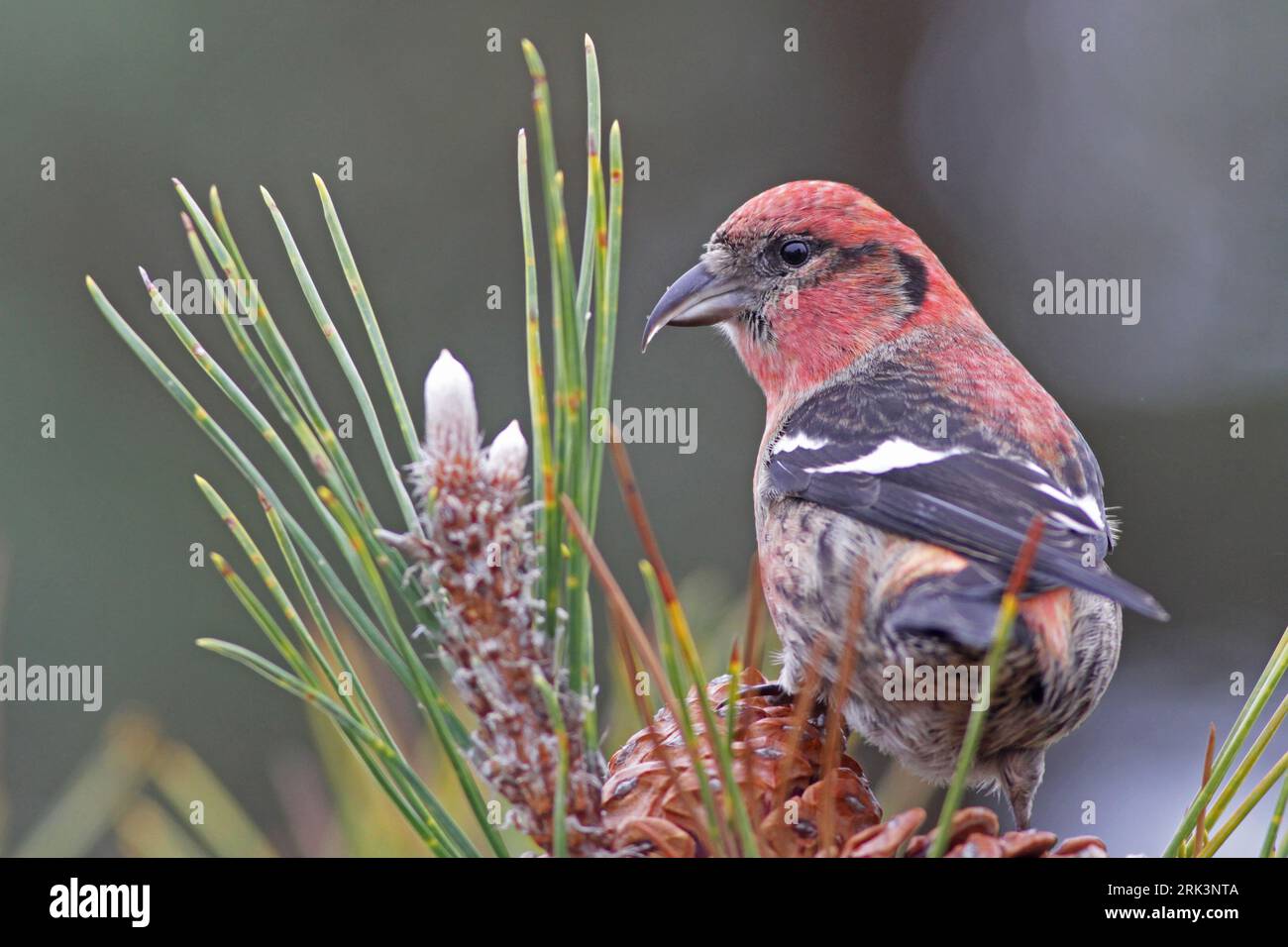 Maschio Crossbill alato bianco (Loxia leucoptera leucoptera) nella riserva statale di Salisbury Beach nell'Essex, Massachusetts, Stati Uniti. Foraggio sul perno Foto Stock