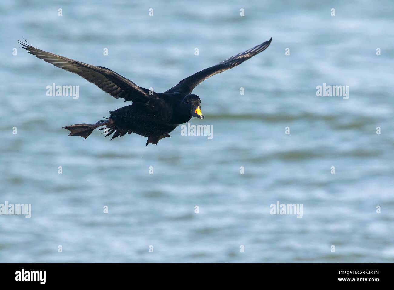 Svernamento maschio Scoter comune (Melanitta nigra) che approda sulle acque del Mare del Nord allo zuidPier di IJmuiden, Paesi Bassi. Foto Stock