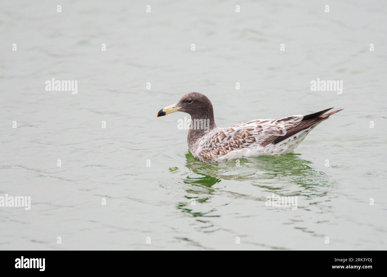 Il gabbiano di Belcher (Larus belcheri), noto anche come gabbiano a coda di banda, sulla costa della corrente Humboldt a Lima, Perù. Nuoto immaturo. Foto Stock