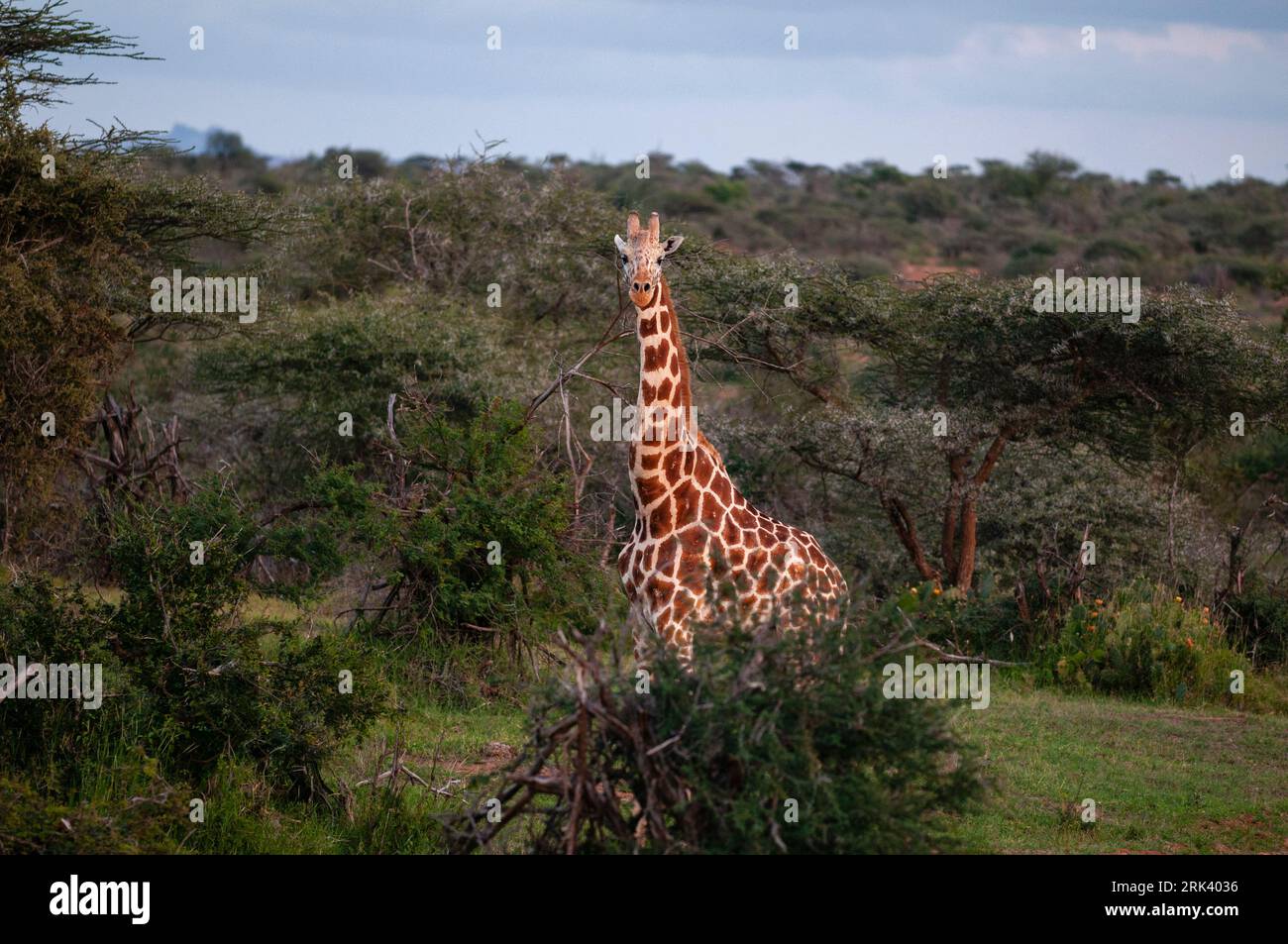 Una giraffa reticolare, Giraffa camelopardalis reticulata, tra spinosi alberi di acacia. Loisaba Wilderness Conservancy, distretto di Laikipia, Kenya. Foto Stock