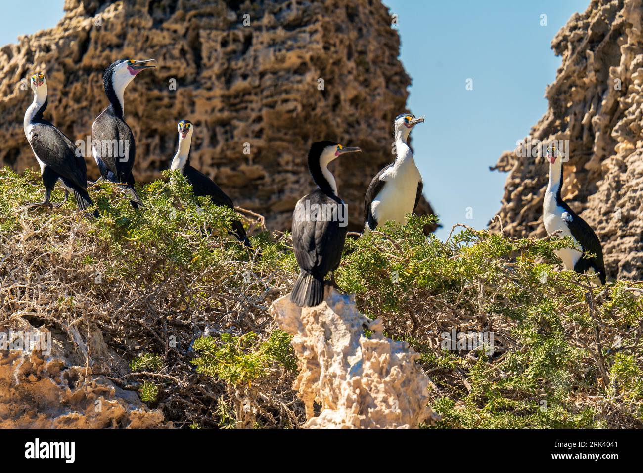 Cormorani pied australiani nel parco marino delle Isole Shoalwater Foto Stock