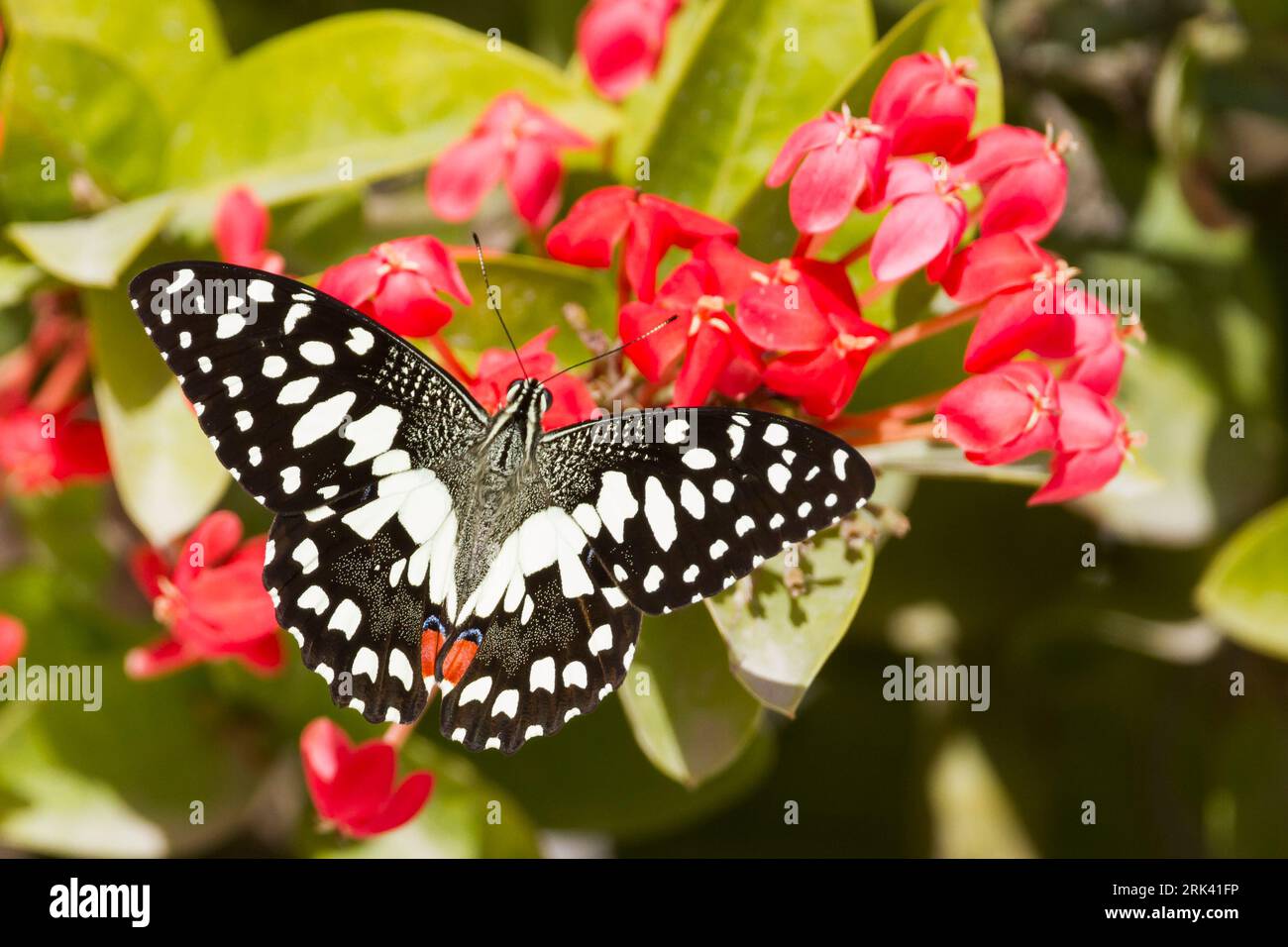 A coda di rondine a scacchi - Karierter Schwalbenschwanz - Papilio demoleus ssp. demoleus, Oman, imago Foto Stock