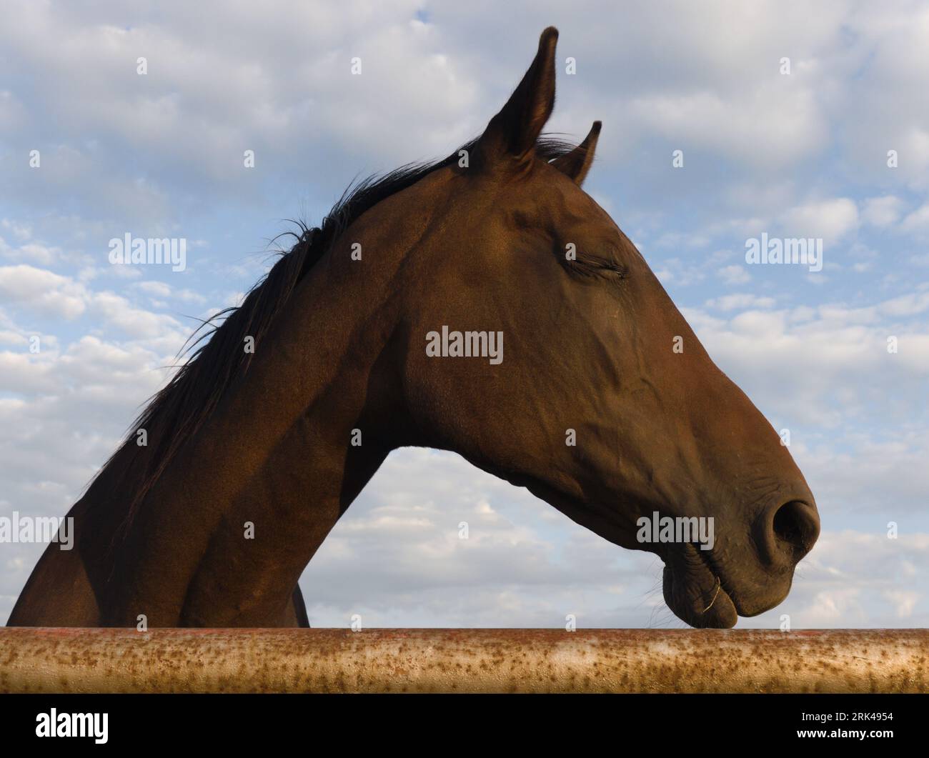 Cavallo triste dietro una recinzione arrugginita, testa di cavallo visibile lateralmente, occhio chiuso Foto Stock