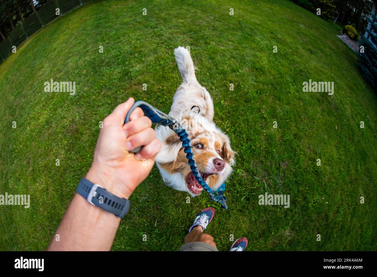 Una vista a occhio di pesce di un cane giocoso con una corda in bocca sull'erba nel cortile Foto Stock