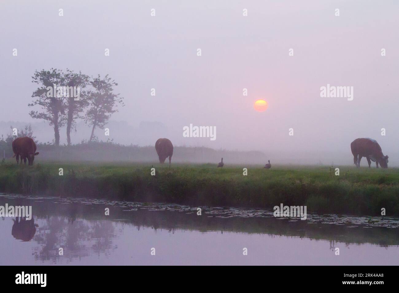 Elsgeesterpolder all'alba con nebbia sui campi con mucche e cavalli Foto Stock