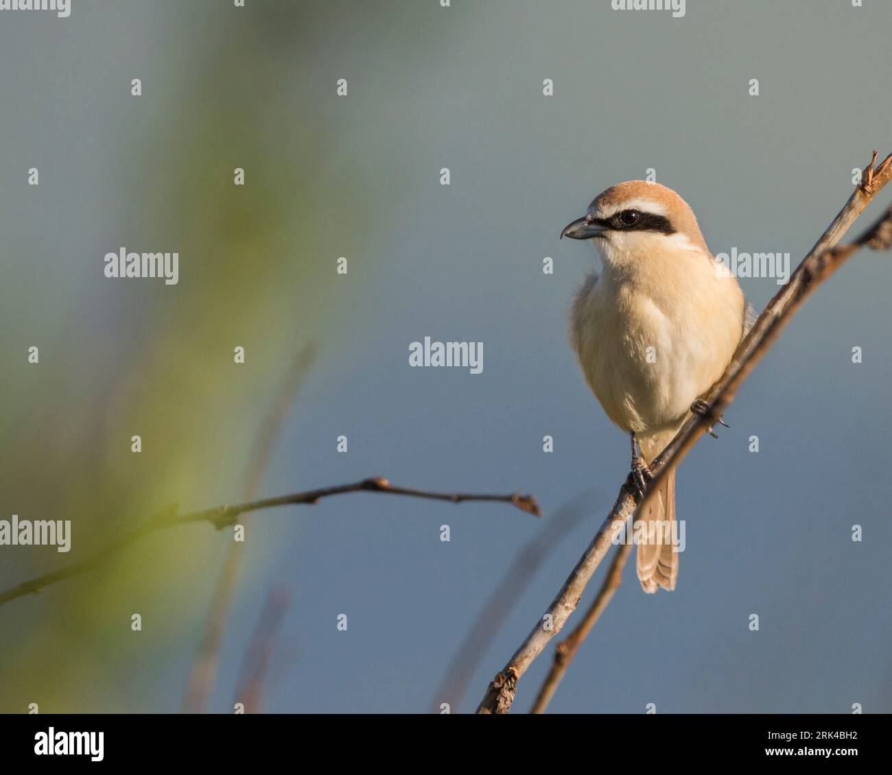 Brown, Shrike Lanius cristatus ssp. cristatus, Russia, maschio adulto Foto Stock