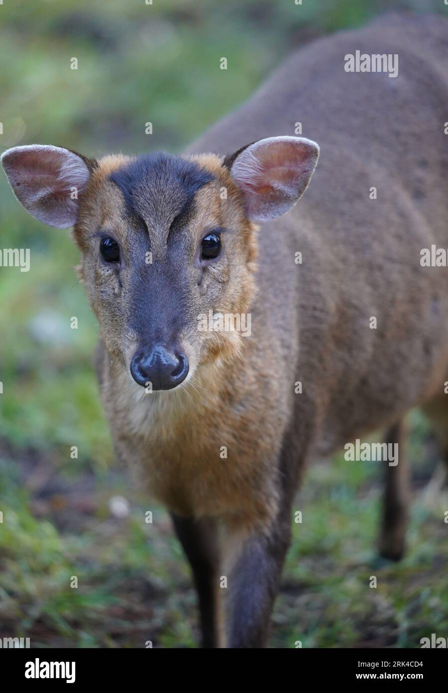 Un cervo muntjac di Reeves in un habitat naturale Foto Stock