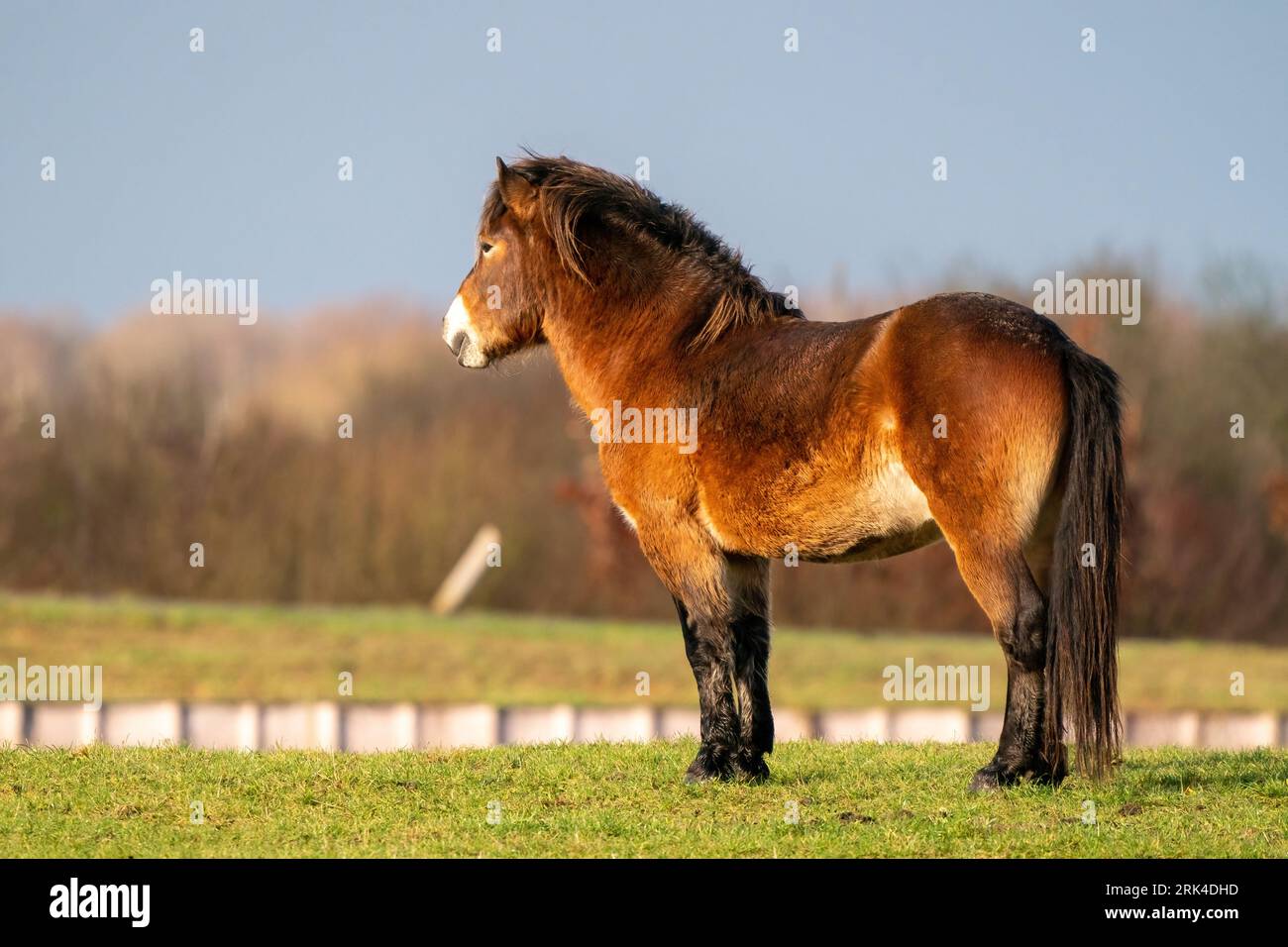 Un pony Exmoor selvaggio marrone si erge contro un cielo blu. In lontananza in una riserva naturale a Fochteloo, Paesi Bassi. Concentrazione selettiva, cibo Foto Stock