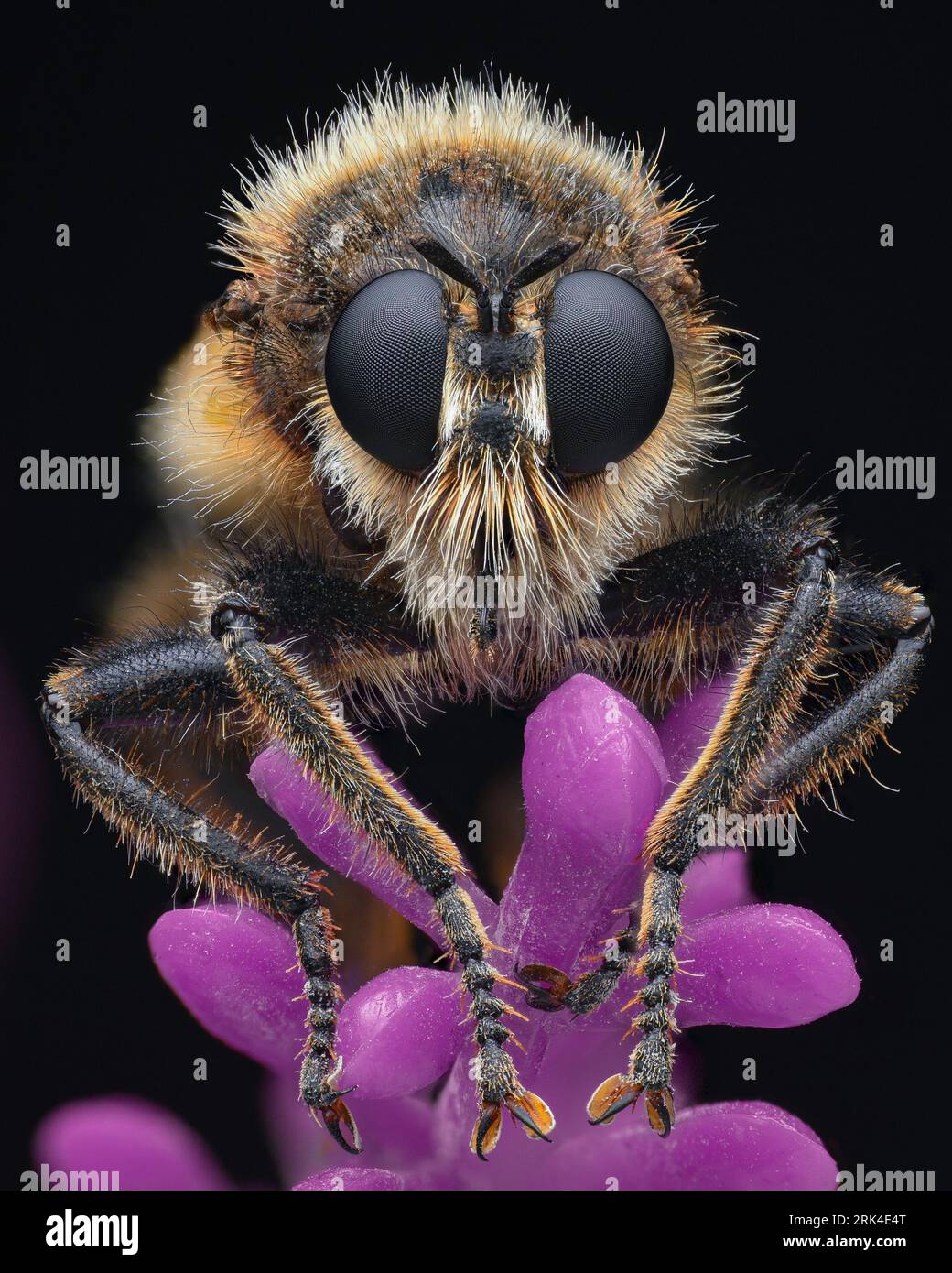 Ritratto di una rapina di Bumblebee con capelli bianchi sul viso, su sfondo rosa (Laphria flava) Foto Stock