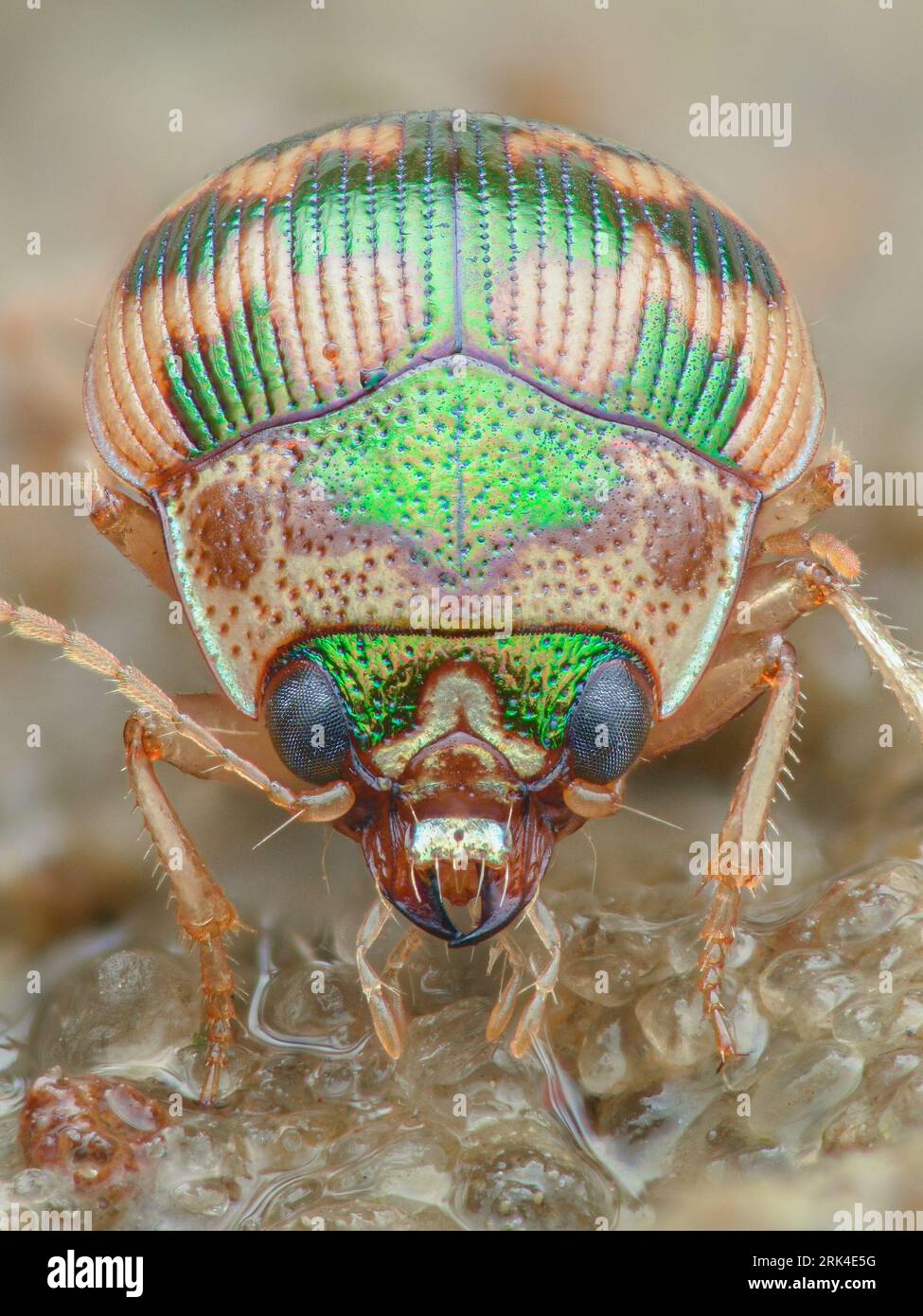 Ritratto di uno scarabeo di sabbia tonda di colore verde e beige, in piedi sulla sabbia bagnata di una piccola riva del lago (scarabeo a bottone a strappi, Omophron limbatum) Foto Stock