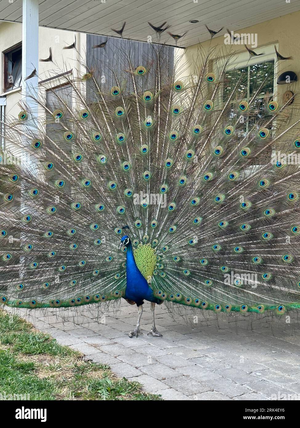 Un maestoso pavone che si erge con orgoglio di fronte a una casa, le sue spettacolari penne di coda si dispiegano in un'impressionante esposizione Foto Stock