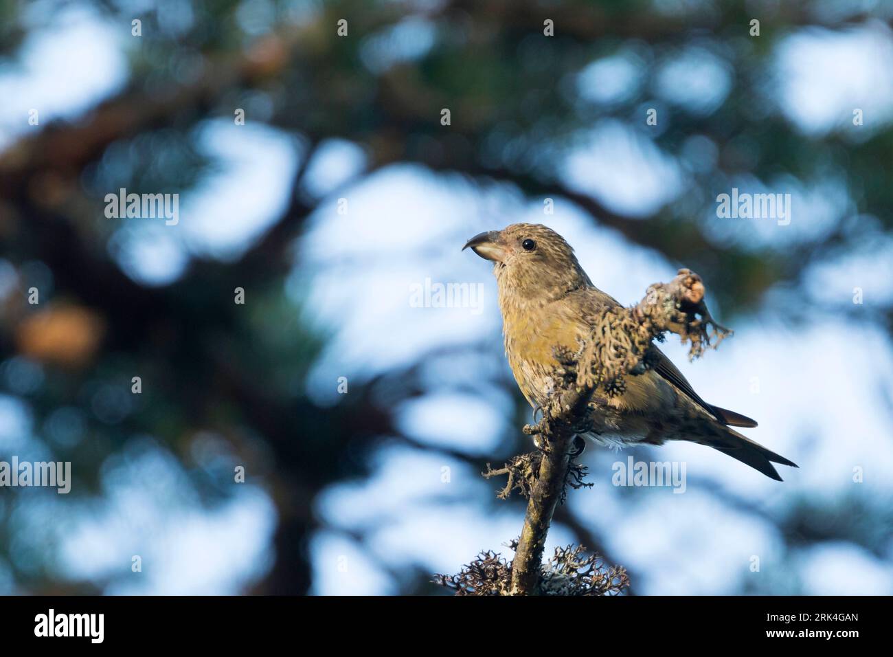 Pot. Scottish Crossbill - Schottischer Kreuzschnabel - Loxia scotica (?), Scozia, 1cy, femmina Foto Stock