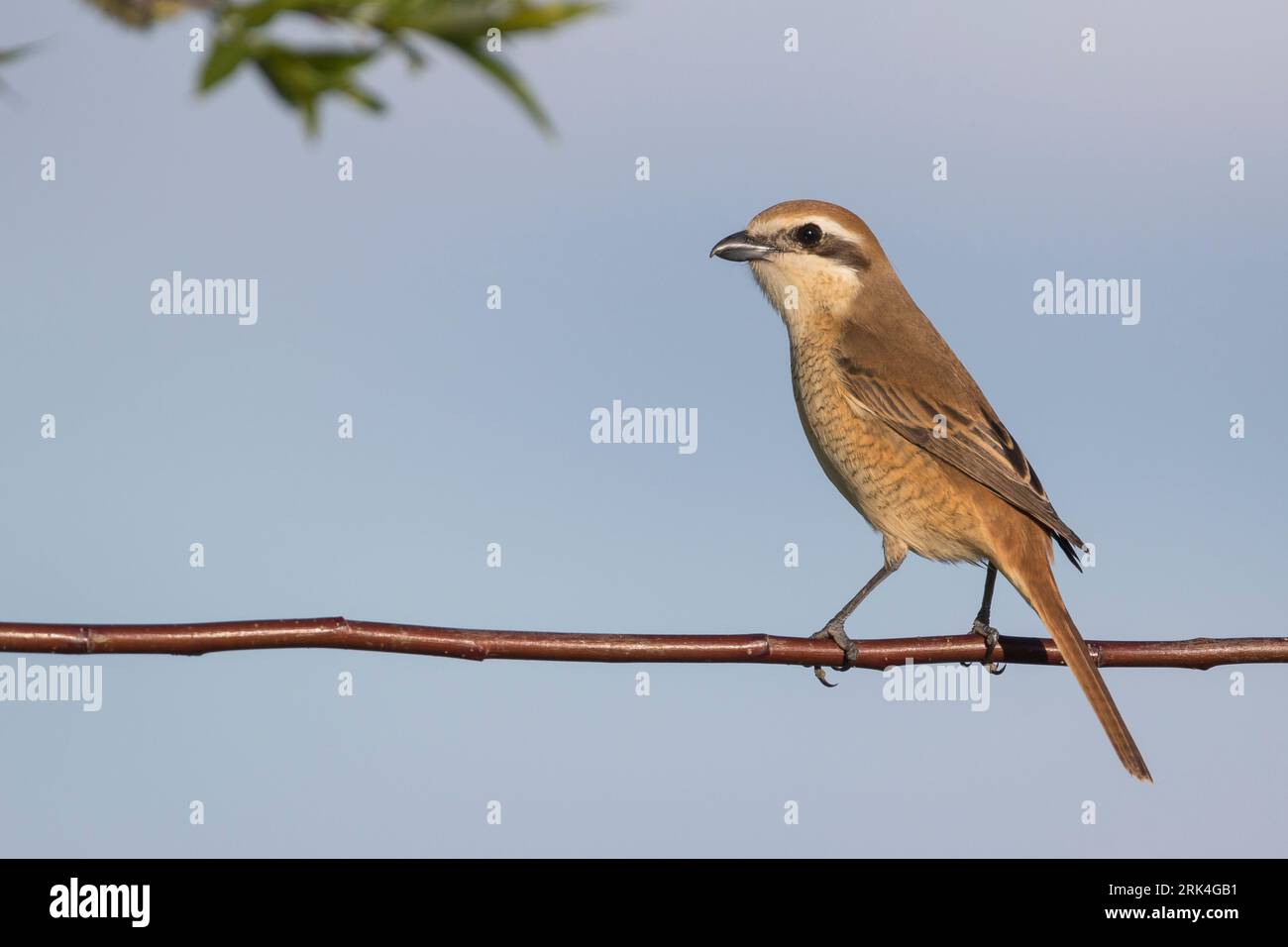 Brown, Shrike Lanius cristatus ssp. cristatus, Russia, femmina adulta Foto Stock