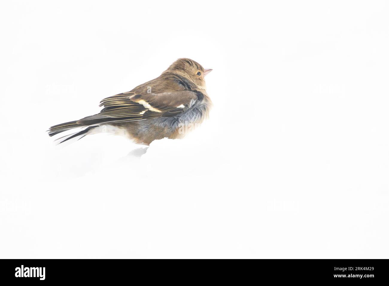 Chaffinch (Fringilla coelebs) si nutrono nella neve in un cortile urbano nei Paesi Bassi durante un periodo freddo in inverno. Foto Stock