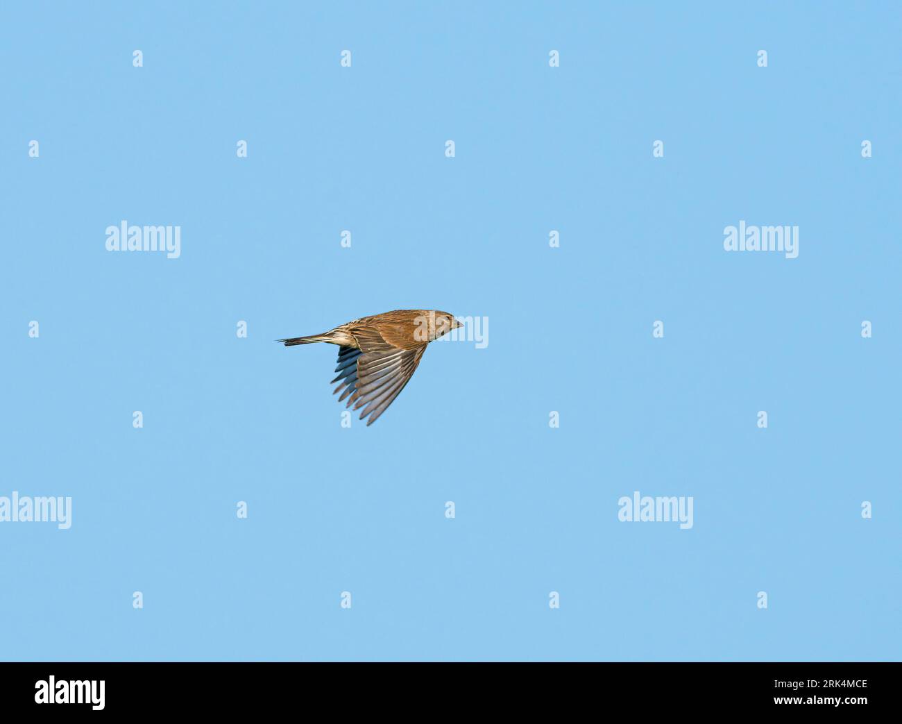Linnet comune femminile (Linaria cannabina) che vola, migrando nel cielo blu in vista laterale Foto Stock