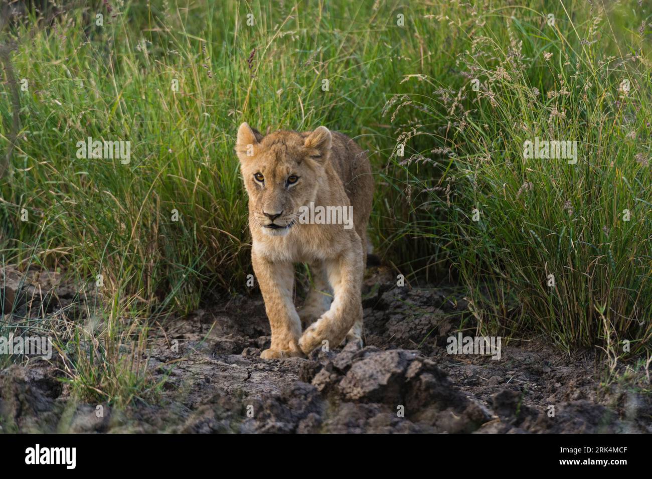 Un cucciolo di leone, Panthera leo, emerge dall'erba verde. Masai Mara Riserva Nazionale, Kenya, Africa. Foto Stock