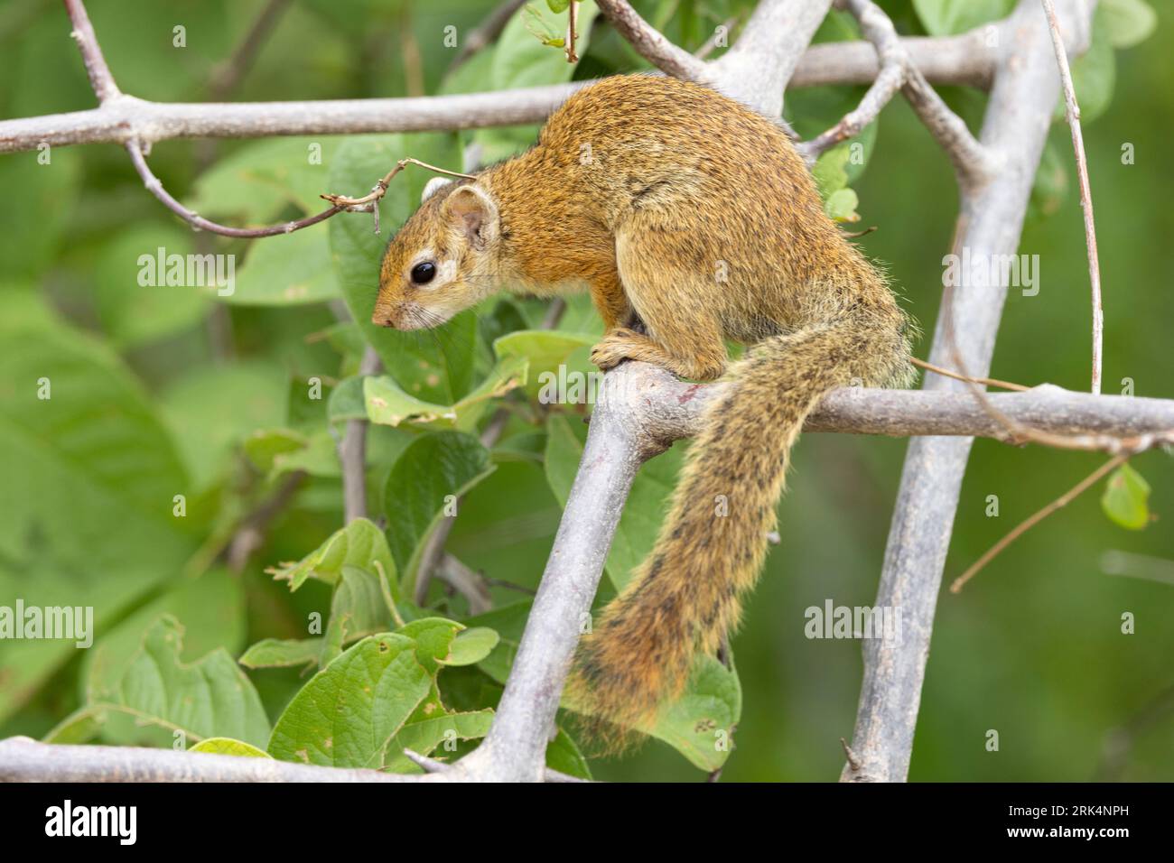 A Ruaha la popolazione dello scoiattolo costiero Striped Bush si sovrappone alla popolazione dello Smith's Bush Squirrel che preferisce i boschi più secchi. Foto Stock