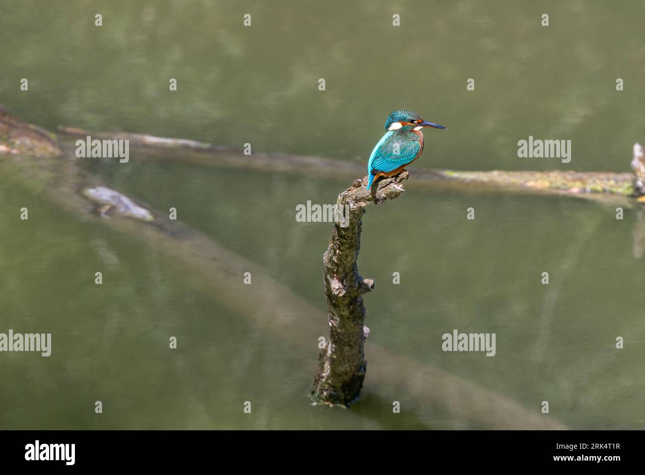 Martin-pêcheur (Alcedo atthis), 22/08/2023, Normandie, Francia Foto Stock