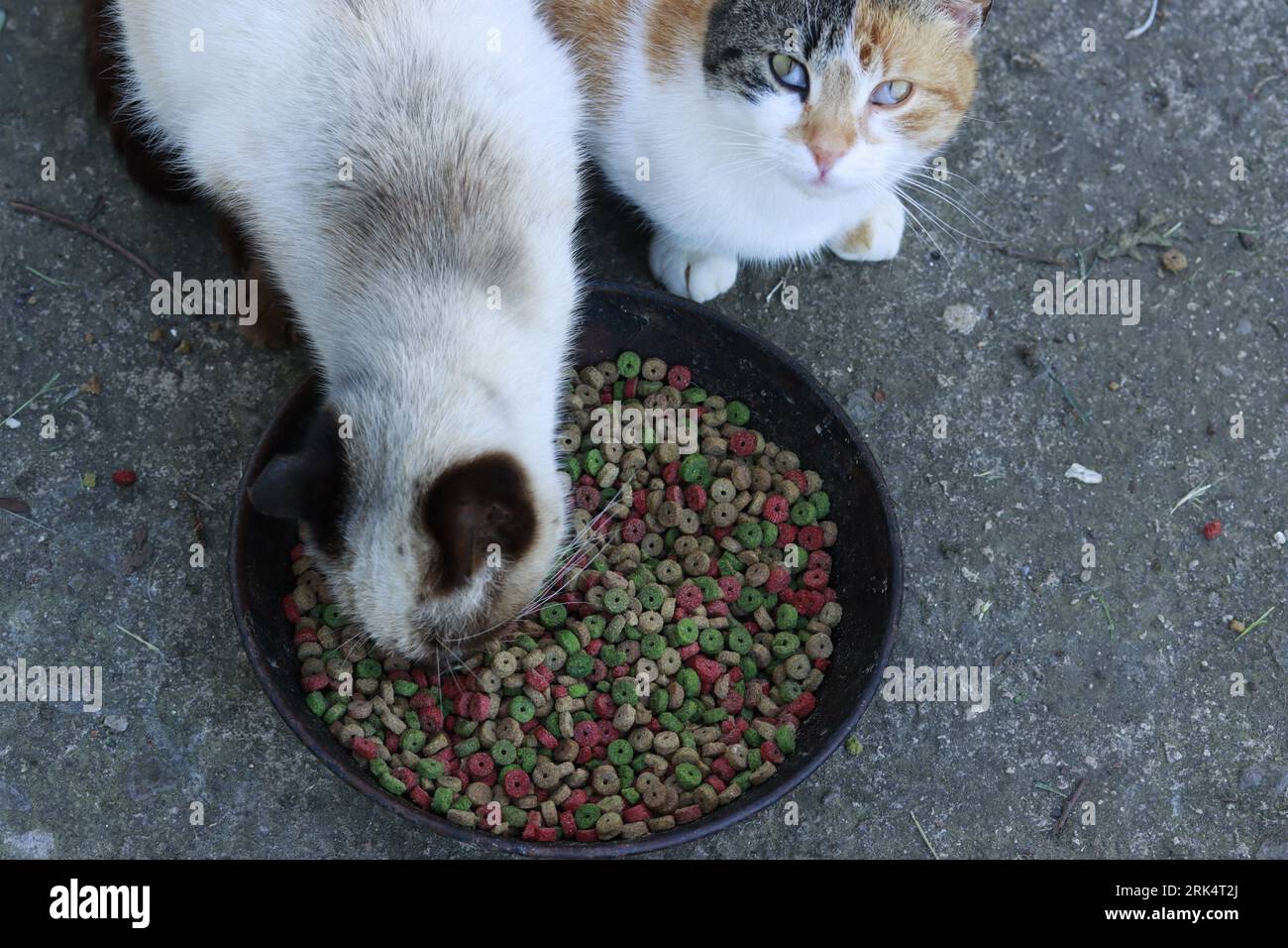 Gato esperando su turno para comer Foto Stock