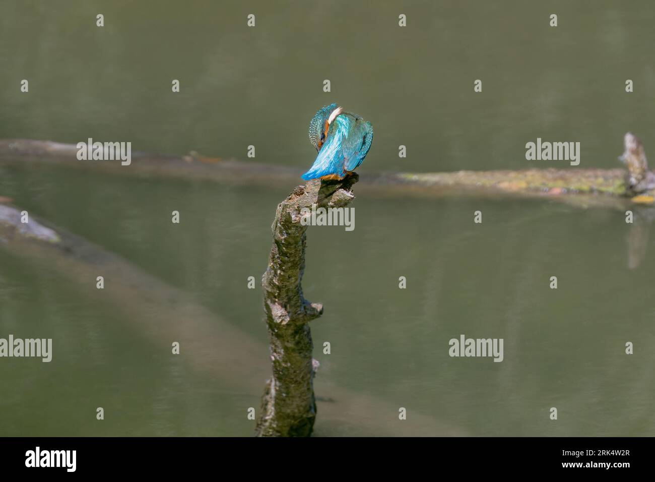 Martin-pêcheur (Alcedo atthis), 22/08/2023, Normandie, Francia Foto Stock