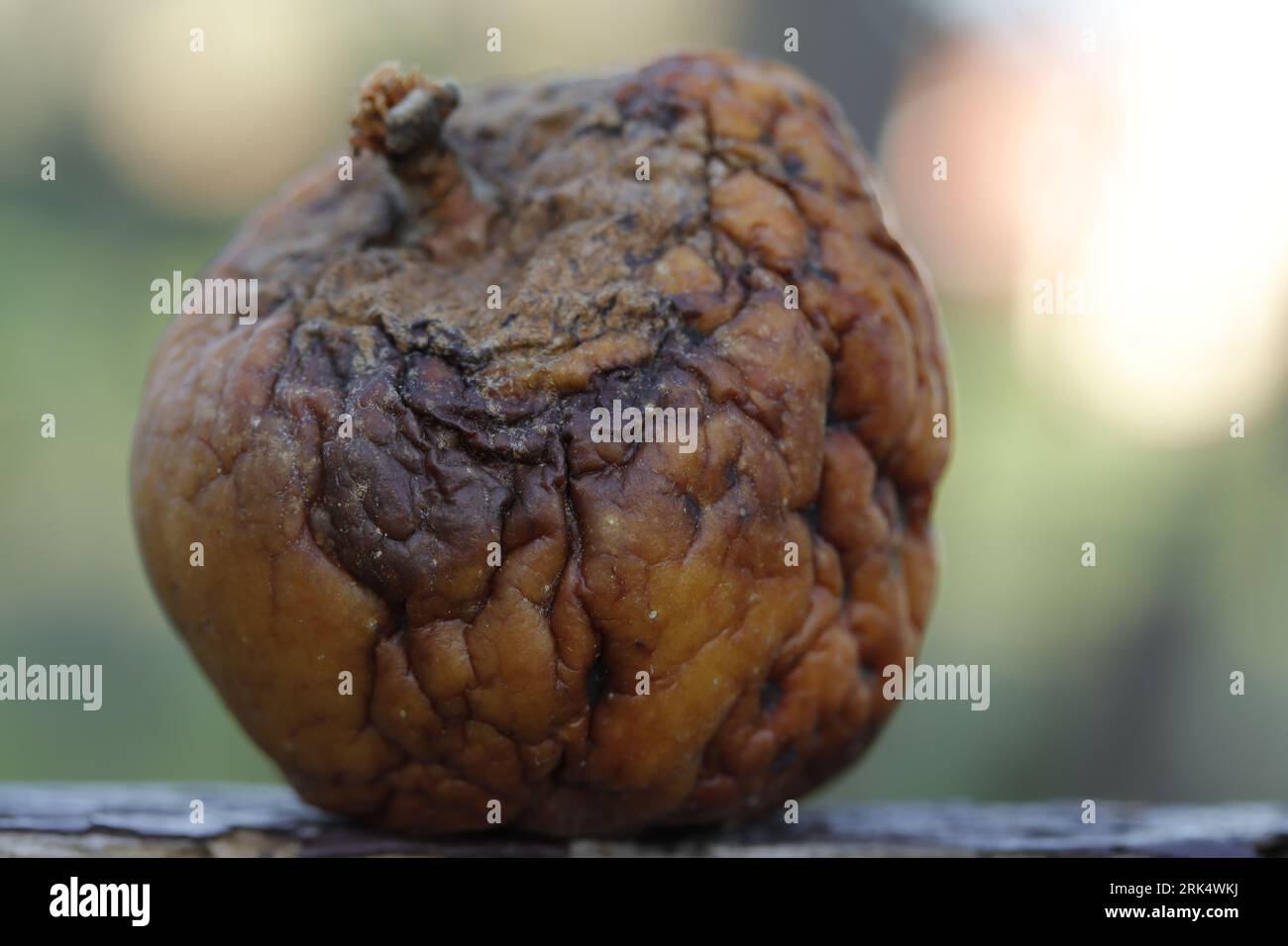 Manzana, fruta en decadencia Foto Stock