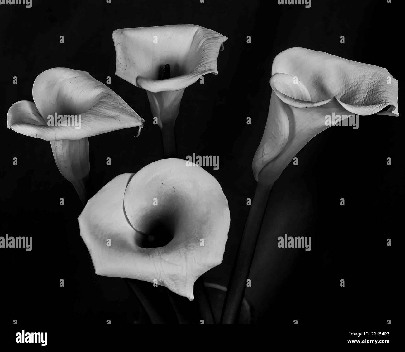 Composizione di natura morta con diversi fiori di calla su sfondo nero Foto Stock