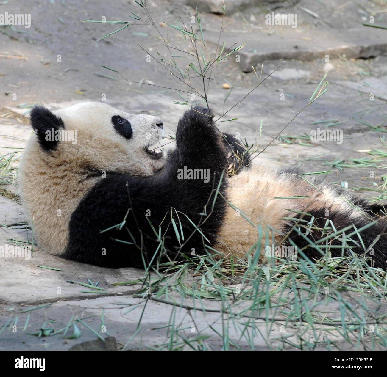 Bildnummer: 53704296 Datum: 05.01.2010 Copyright: imago/Xinhua (100105) - YA AN, 5 gennaio 2010 (Xinhua) -- Panda gigante Zhuangmei gioca alla Bifeng Gorge Breeding base di Sichuan a Ya An, nella provincia del Sichuan della Cina sud-occidentale, 5 gennaio 2010. Dieci panda giganti Pingping, An, Yunyun, youyou, Minmin, Hanyuan, Zhuangmei, Aoyun, Wuyang e Aling si sono stabiliti per Shanghai, città ospitante del World Expo 2010, martedì su un aereo noleggiato per un'esposizione di un anno. (Xinhua/Chen Xie) (lyx) (10)CHINA-SICHUAN-SHANGHAI WORLD EXPO-TEN GIANT PANDAS (CN) PUBLICATIONxNOTxINxCHN Tiere Panda Pandabären Riesenpanda R Foto Stock
