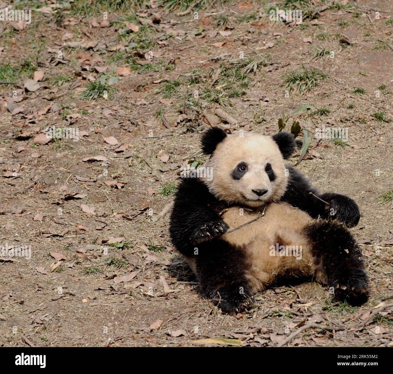 Bildnummer: 53704292 Datum: 05.01.2010 Copyright: imago/Xinhua (100105) - YA AN, 5 gennaio 2010 (Xinhua) -- Panda gigante Aoyun gioca alla Bifeng Gorge Breeding base di Sichuan a Ya An, nella provincia del Sichuan della Cina sud-occidentale, 5 gennaio 2010. Dieci panda giganti Pingping, An, Yunyun, youyou, Minmin, Hanyuan, Zhuangmei, Aoyun, Wuyang e Aling si sono stabiliti per Shanghai, città ospitante del World Expo 2010, martedì su un aereo noleggiato per un'esposizione di un anno. (Xinhua/Chen Xie) (lyx) (4)CHINA-SICHUAN-SHANGHAI WORLD EXPO-TEN GIANT PANDAS (CN) PUBLICATIONxNOTxINxCHN Tiere Panda Pandabären Riesenpanda Riesen Foto Stock
