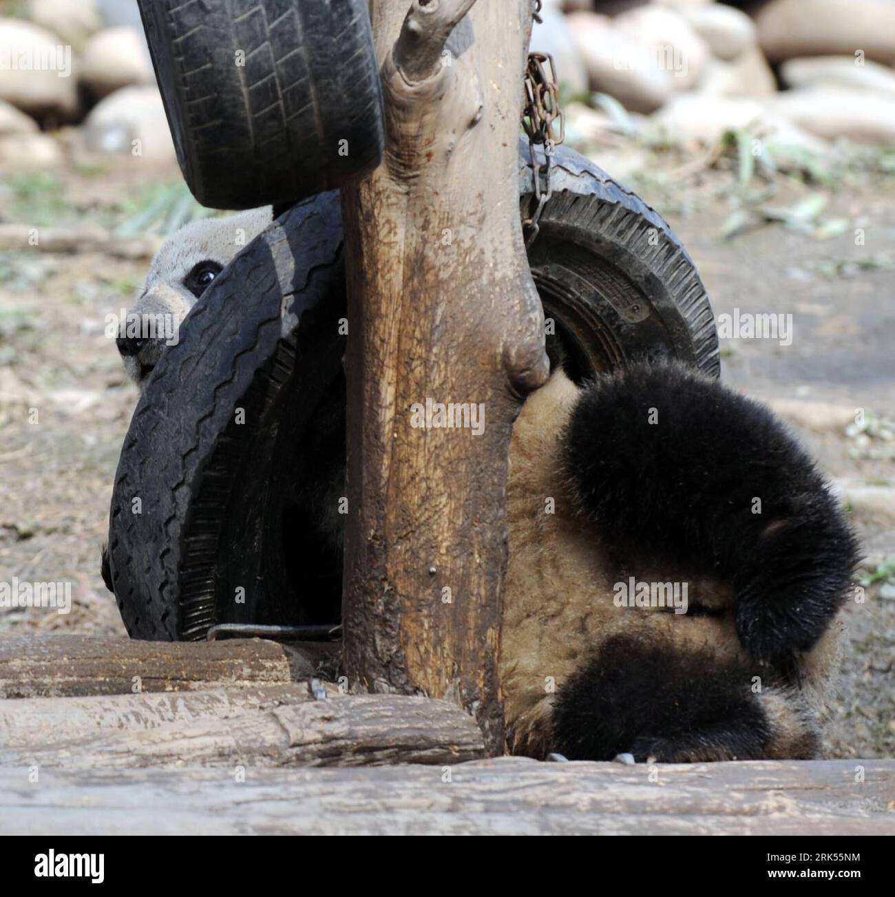Bildnummer: 53704293 Datum: 05.01.2010 Copyright: imago/Xinhua (100105) - YA AN, 5 gennaio 2010 (Xinhua) -- Panda gigante Hanyuan gioca alla Bifeng Gorge Breeding base di Sichuan a Ya An, nella provincia del Sichuan della Cina sud-occidentale, 5 gennaio 2010. Dieci panda giganti Pingping, An, Yunyun, youyou, Minmin, Hanyuan, Zhuangmei, Aoyun, Wuyang e Aling si sono stabiliti per Shanghai, città ospitante del World Expo 2010, martedì su un aereo noleggiato per un'esposizione di un anno. (Xinhua/Chen Xie) (lyx) (5)CHINA-SICHUAN-SHANGHAI WORLD EXPO-TEN GIANT PANDAS (CN) PUBLICATIONxNOTxINxCHN Tiere Panda Pandabären Riesenpanda Ries Foto Stock