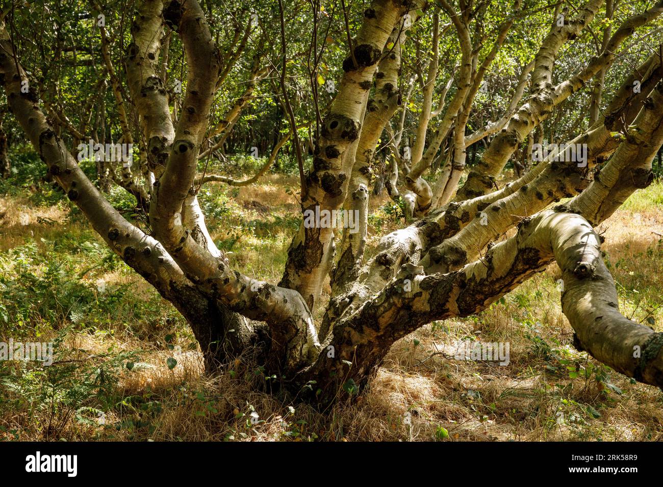 betulle nella riserva naturale di Manteling vicino a Domburg, sulla penisola di Walcheren, Zelanda, Paesi Bassi. Birken im Naturschutzgebiet de Manteling Foto Stock