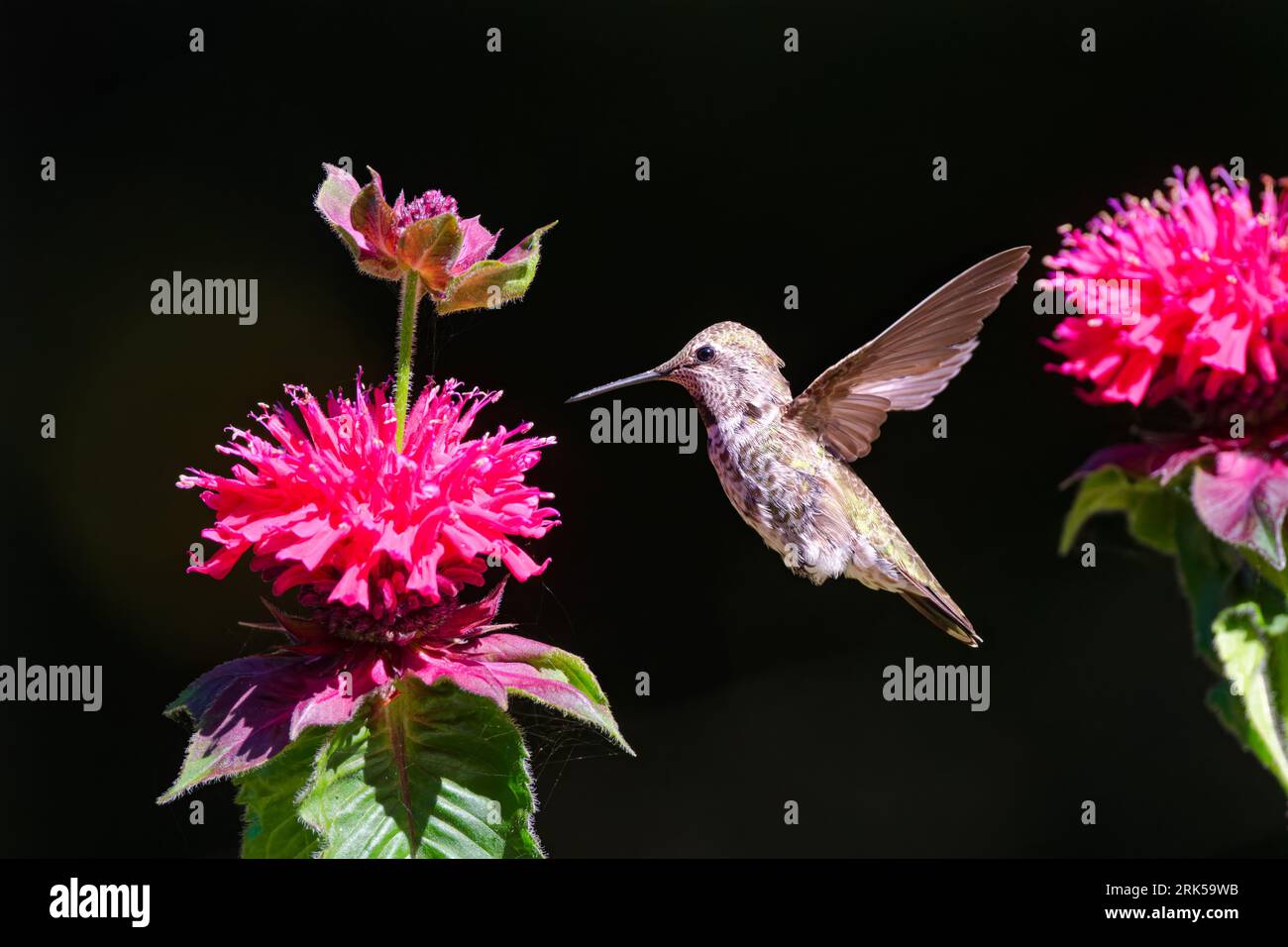 Un colibrì femminile di Anna che vola nell'aria cercando di mangiare nettare da un vibrante fiore viola Foto Stock