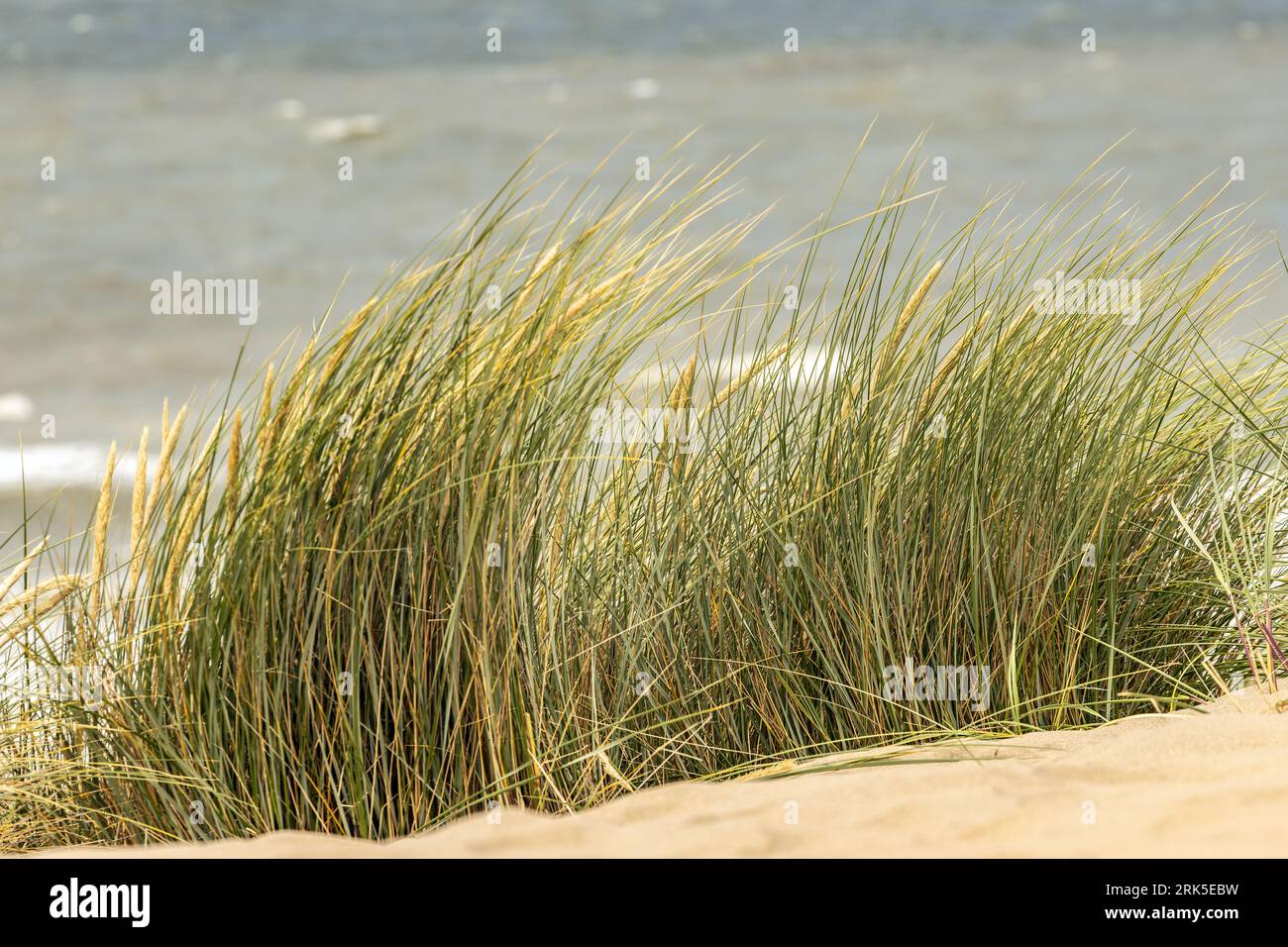 le erbe sulle dune della spiaggia oscillano nel vento Foto Stock