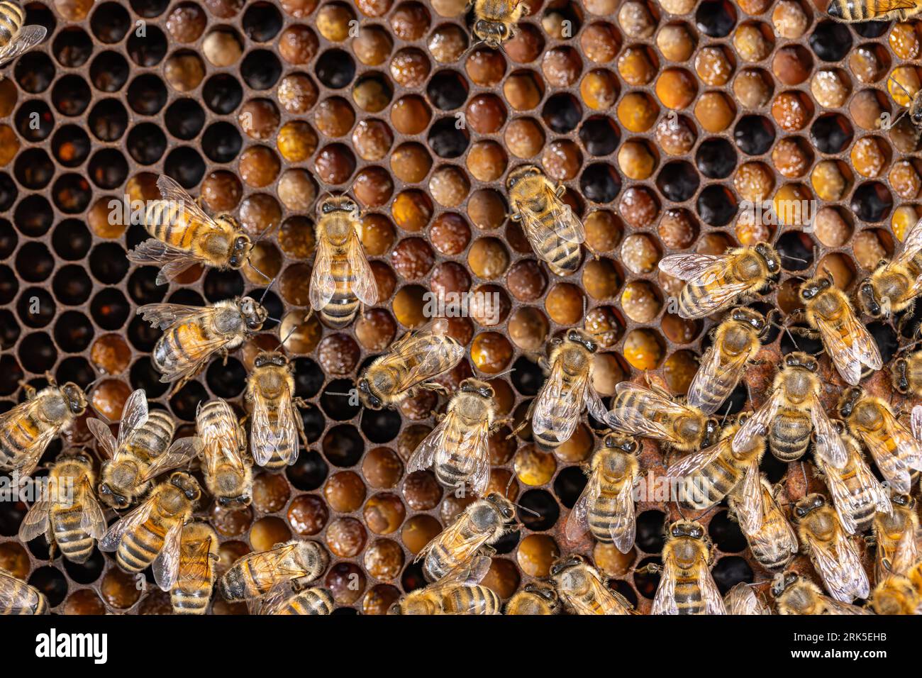 Close up of bees on honeycomb in apiary Foto Stock