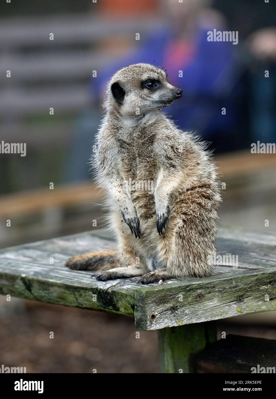 Un'immagine ravvicinata di un simpatico meerkat appollaiato su una superficie di legno ricoperta di muschio Foto Stock