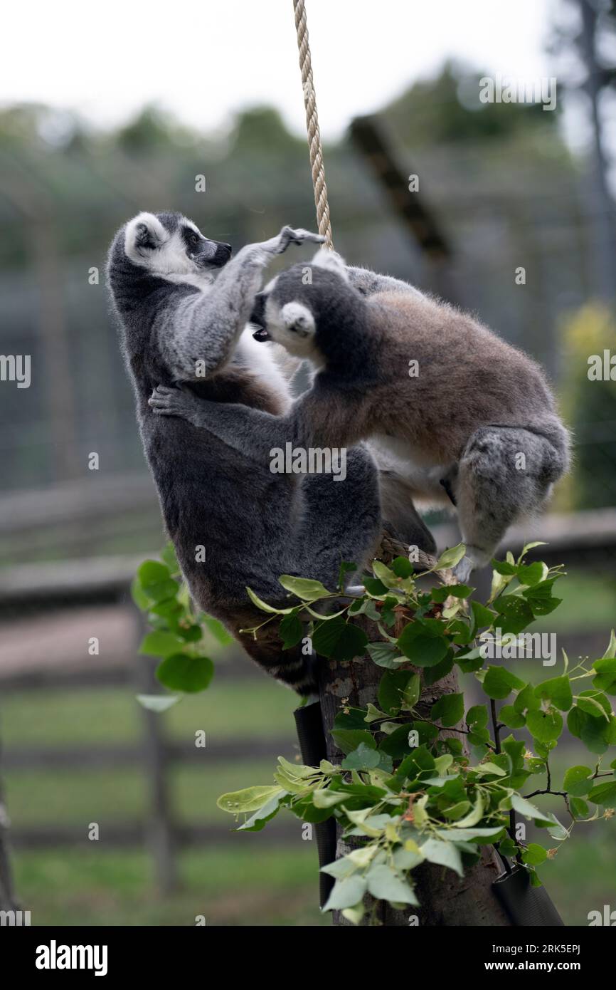 I lemuri dalla coda ad anello su un piccolo ceppo di alberi con vegetazione lussureggiante Foto Stock