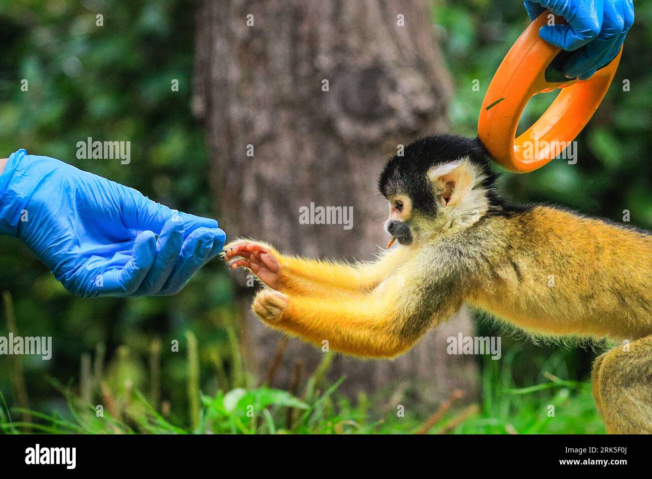 Londra, Regno Unito. 24 agosto 2023. Una delle scimmie è molto interessata ai guanti del custode. Il custode Agnes prende il peso di alcune scimmie scoiattolo molto sfacciate (samiri), e controlla il loro microchip con un lettore arancione. Il peso annuale dello ZSL London Zoo vede il detentore prendere il peso, così come altre misurazioni, dei loro animali. Questo aiuta a monitorare il benessere degli animali, può rilevare la gravidanza precoce. Crediti: Imageplotter/Alamy Live News Foto Stock