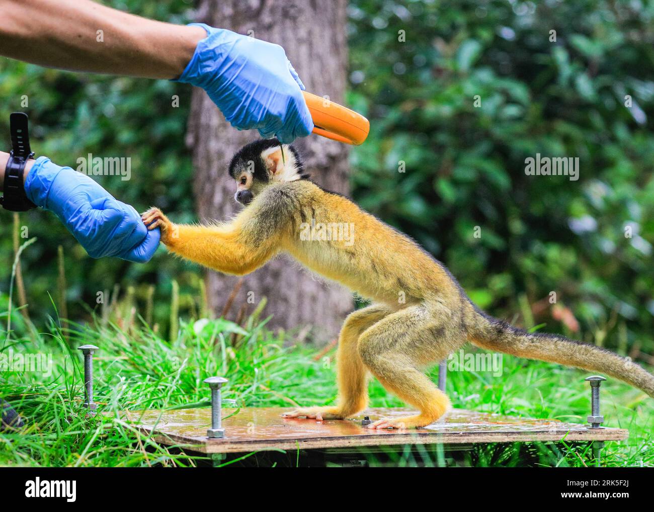 Londra, Regno Unito. 24 agosto 2023. Una delle scimmie è molto interessata ai guanti del custode. Il custode Agnes prende il peso di alcune scimmie scoiattolo molto sfacciate (samiri), e controlla il loro microchip con un lettore arancione. Il peso annuale dello ZSL London Zoo vede il detentore prendere il peso, così come altre misurazioni, dei loro animali. Questo aiuta a monitorare il benessere degli animali, può rilevare la gravidanza precoce. Crediti: Imageplotter/Alamy Live News Foto Stock