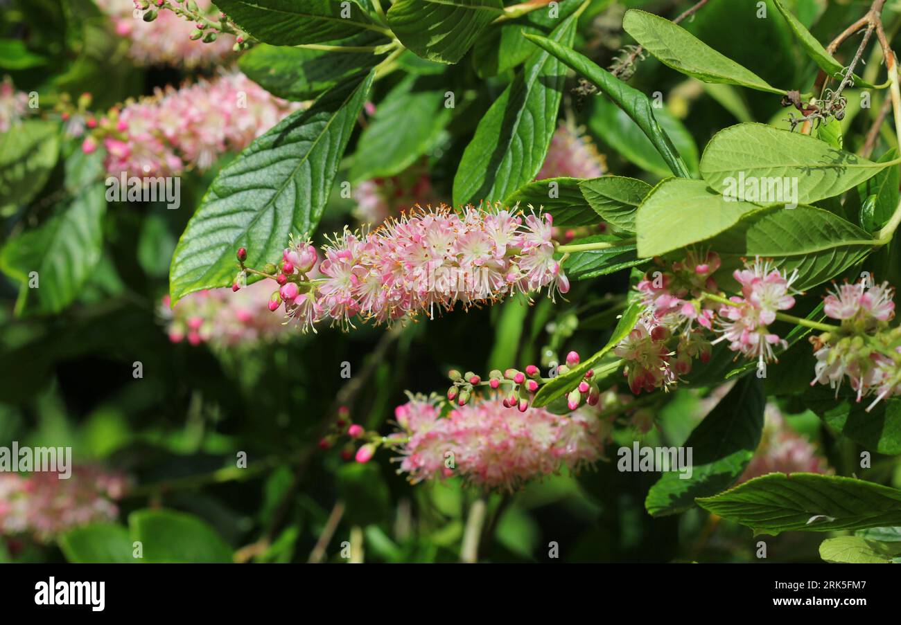 Un primo piano dei fiori di Clethra Alnifolia "Ruby Spice" Foto Stock